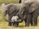 Elephant Family