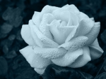 White rose
