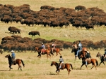 herd of bison