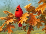 Red Cardinal
