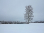Winter Tree Alone