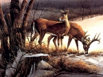 Deers in the woods