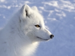 arctic fox