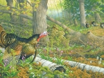 Wild turkeys