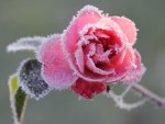 Winter Rose