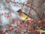 Waxwing