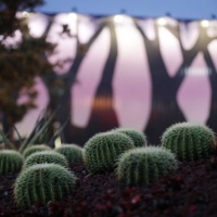 Peace CBD Australia  Benefits Read, Reviews, Price & Buy ?