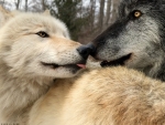 Wolf Kisses