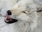 Happy Wolf