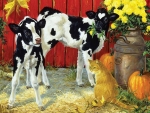 Young Cows