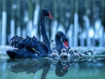 Black swans