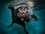 Dog Swimming