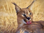 Caracal