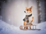 Pembroke Welsh Corgi