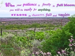 Patience in Full Bloom
