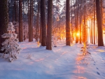 Snowy forest at sunrise