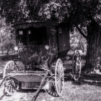 amish buggy