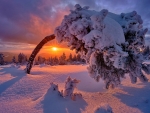 Winter sunset