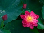 Lotus flower