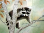 Little Racoon