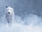 White wolf