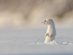 White Weasel Checking out the Snow