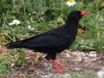 Chough