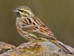 Cirl Bunting