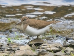 Common Sandpiper