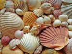 Seashells