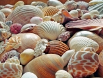 Seashells