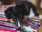 Collie puppy