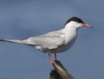Common Tern