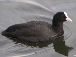 Coot