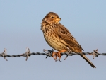 Corn Bunting