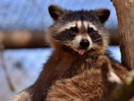 Raccoon