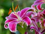 Pink lilies