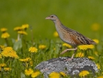 Corncrake