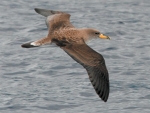 Cory's Shearwater