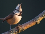Crested Tit