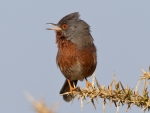 Dartford Warbler