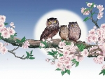Owls