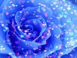 Rose of Blue