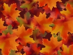Autumn leaves
