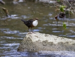Dipper