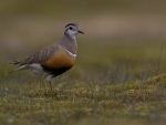 Dotterel
