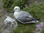 Fulmar