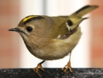 Goldcrest