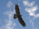 Golden Eagle