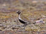 Golden Plover